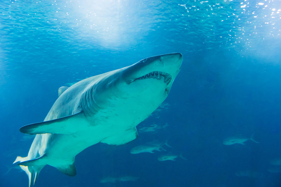 Восьмилетний рыбак поймал смертоносную акулу весом 314 килограммов